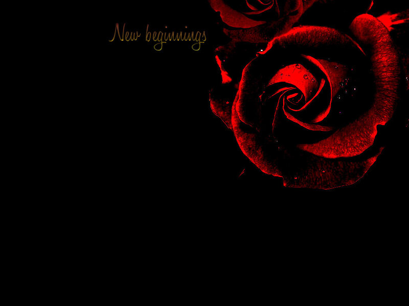 Red Rose on Black — Dramatic, Photograph, Text