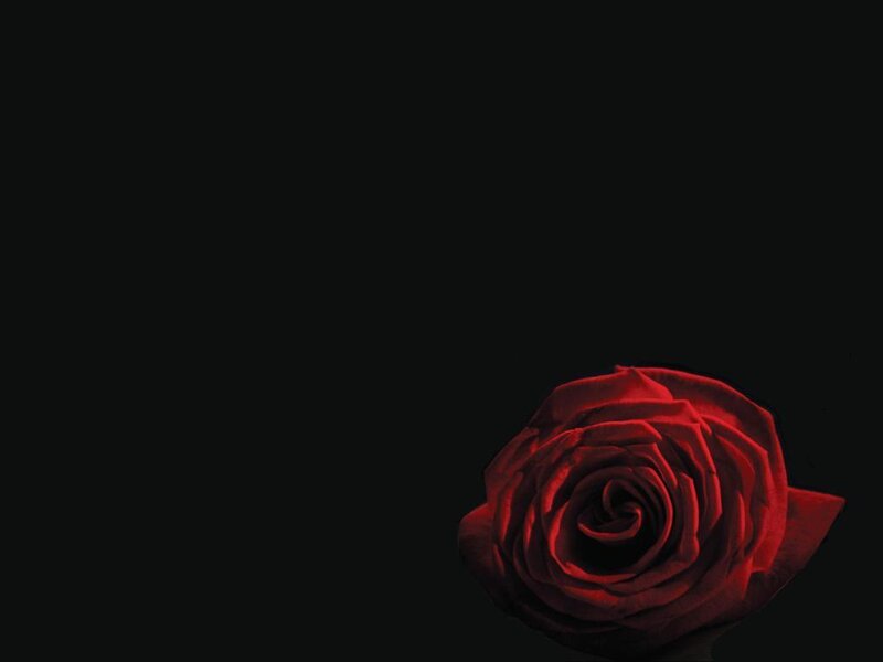 Red Rose on Black — Dramatic