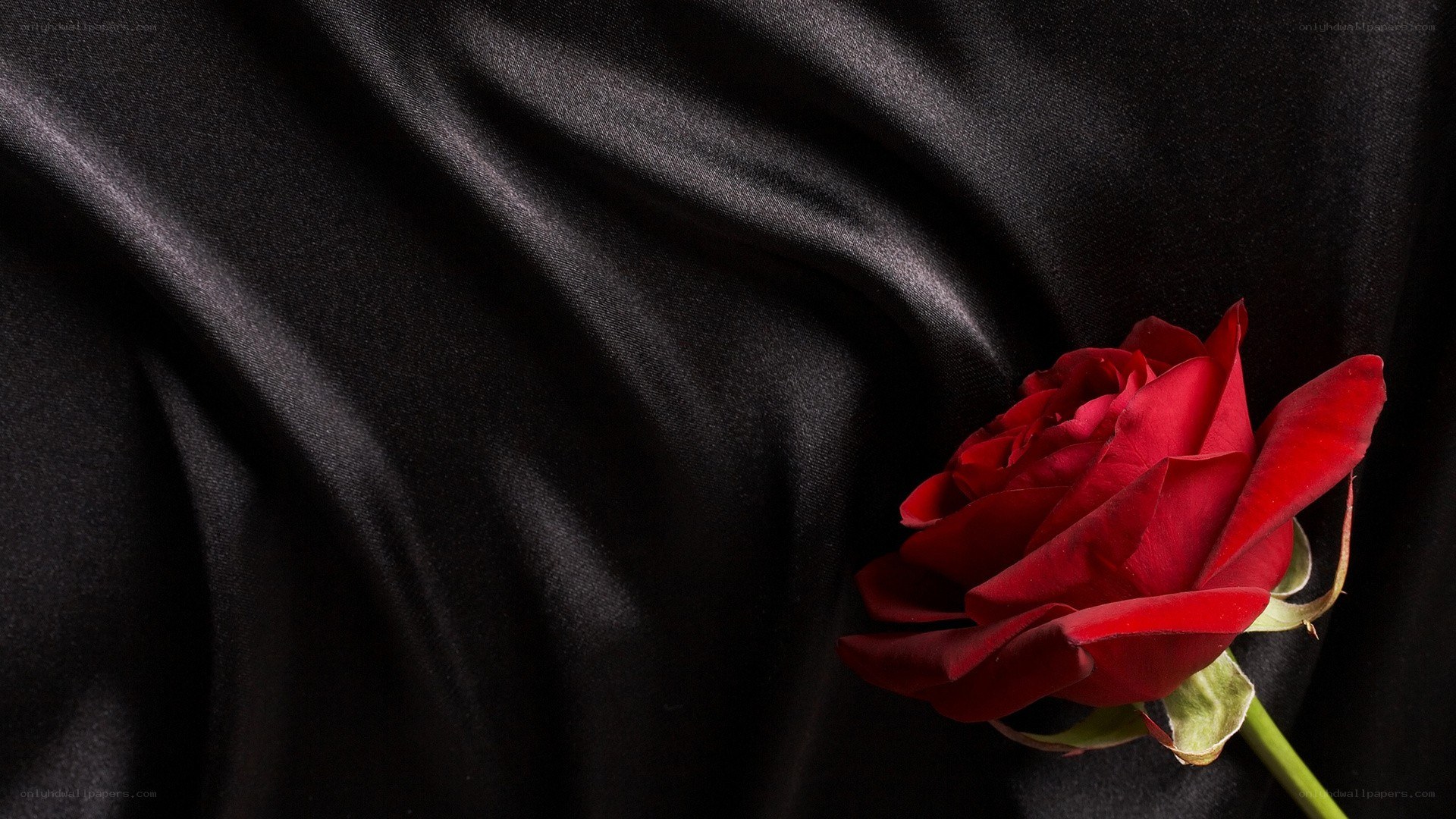 red rose on black fabric