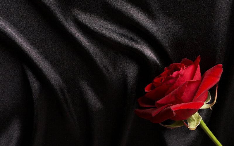 Red Rose on Black Fabric — Dramatic, Photograph, Stem, Petals