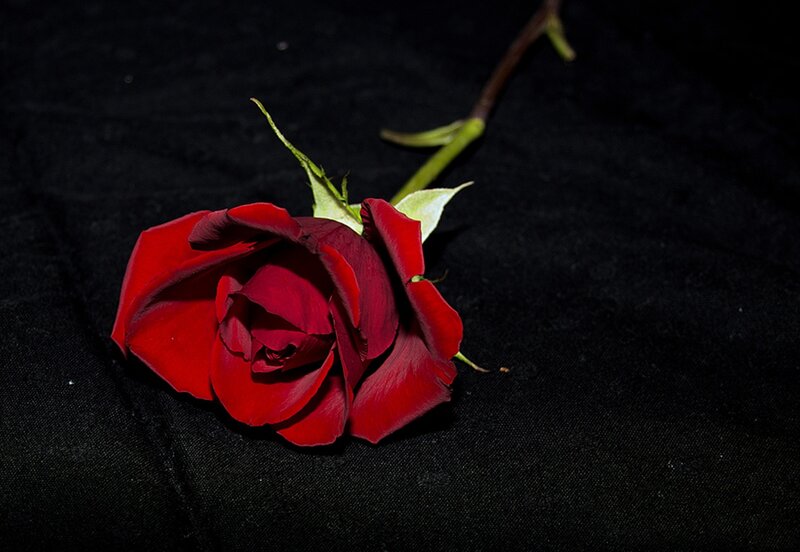 Red Rose on Black Fabric — Dramatic, Photograph
