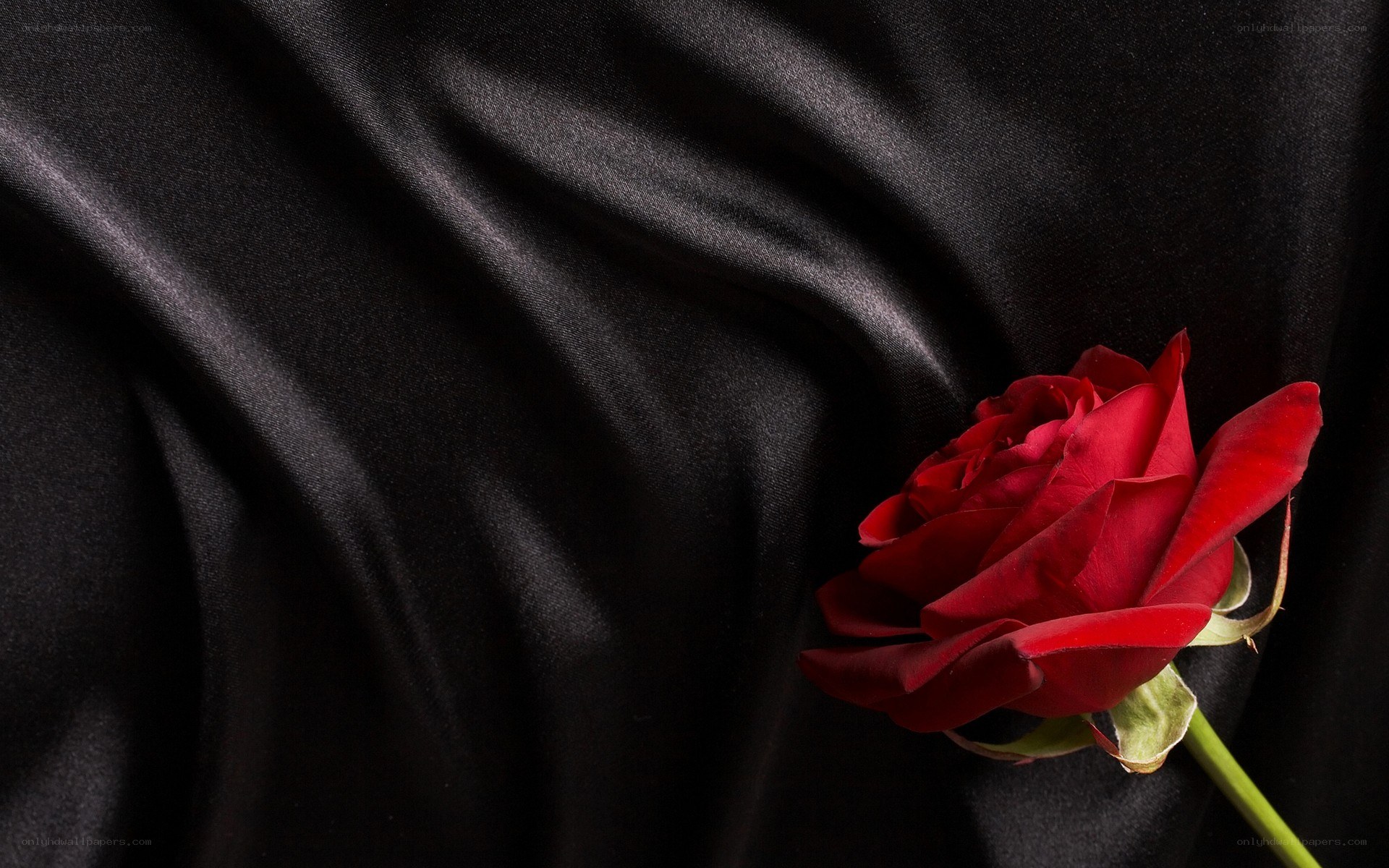 Red rose on black fabric