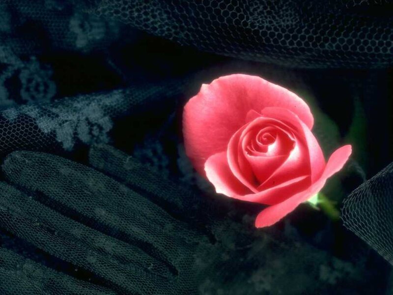 Red Rose on Black Lace