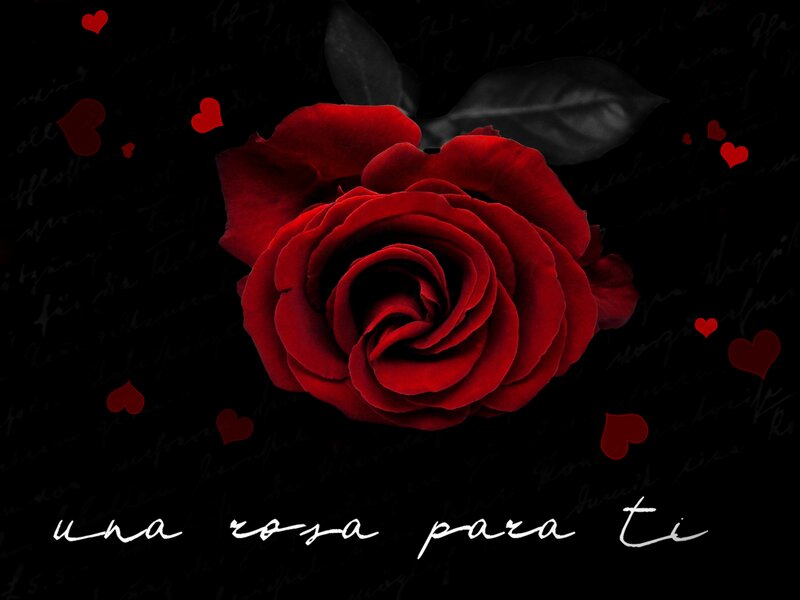 Red Rose on Black — Romantic, Photograph, Hearts