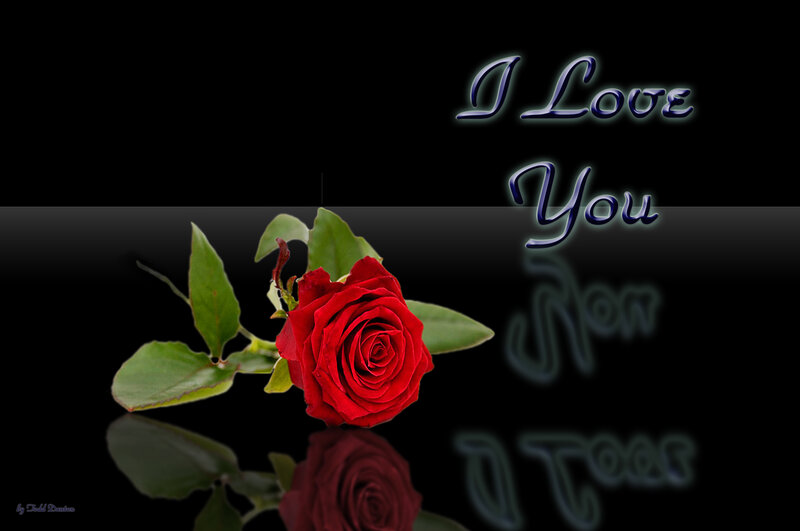 Red Rose on Black — Romantic