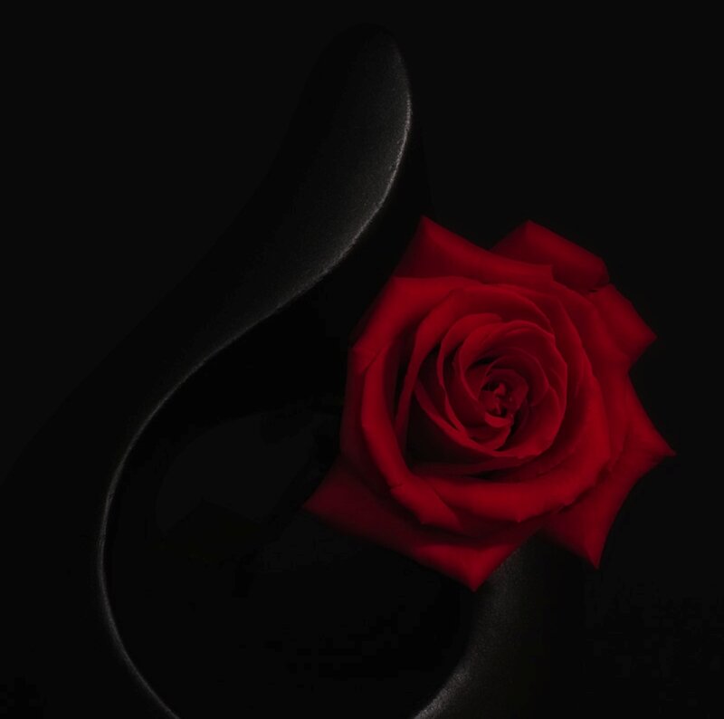 Red Rose on Black Surface — Dramatic, Photograph, Black Surface