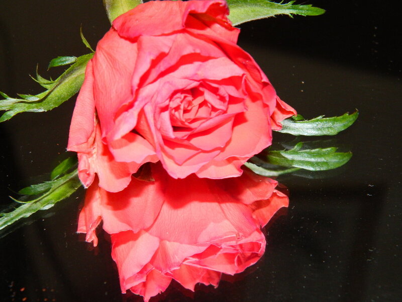 Red Rose on Black Surface — Dramatic, Photograph, Green Leaves