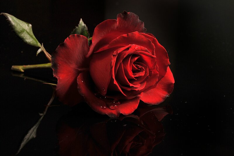 Red Rose on Black Surface — Dramatic, Photograph, Leaf, Stem