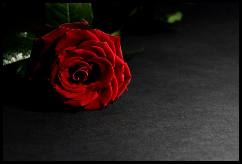 Red Rose on Black Surface — Dramatic, Photograph, Leaf