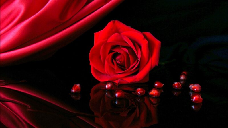 Red Rose on Black Surface — Dramatic, Photograph, Pomegranate Seeds