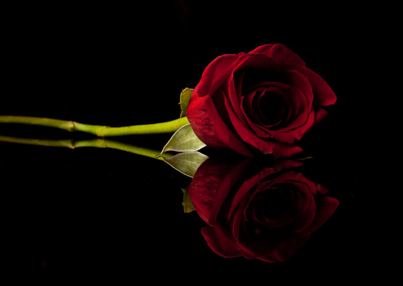 Red Rose on Black Surface — Dramatic, Photograph, Stem, Leaf, Reflection