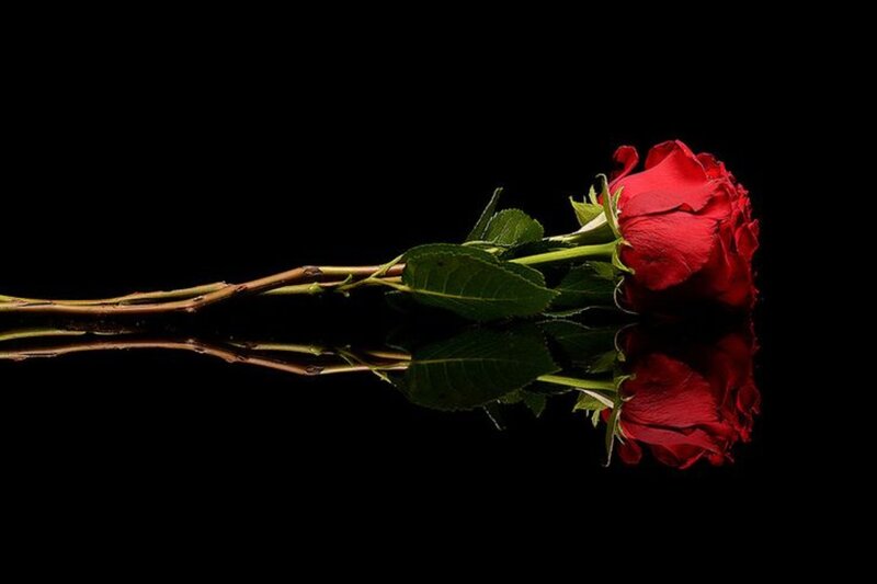 Red Rose on Black Surface — Dramatic, Photograph, Stem, Leaf