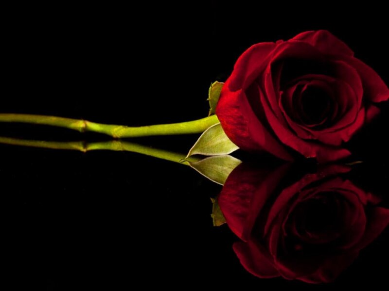 Red Rose on Black Surface — Dramatic, Photograph, Stem
