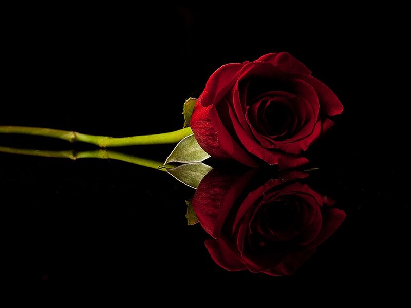 Red Rose on Black Surface — Dramatic, Photograph