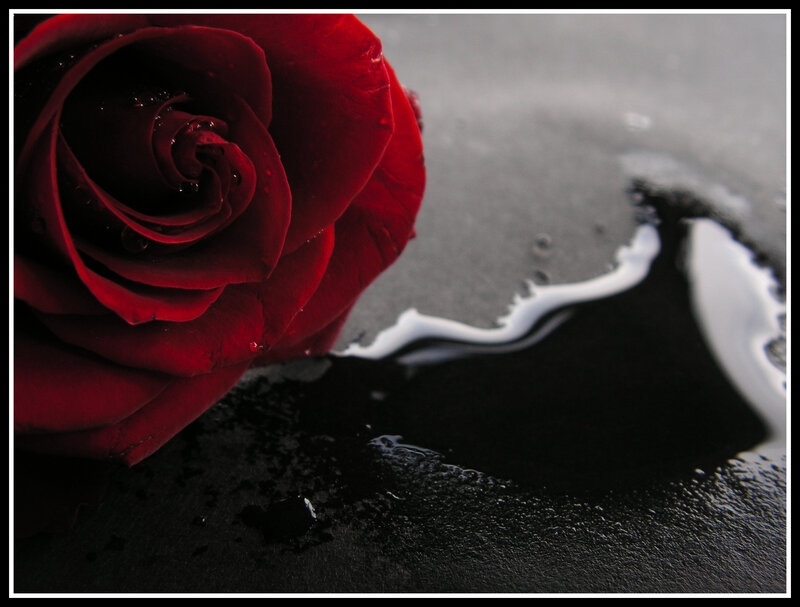 Red Rose on Black Surface — Dramatic, Photograph, Water
