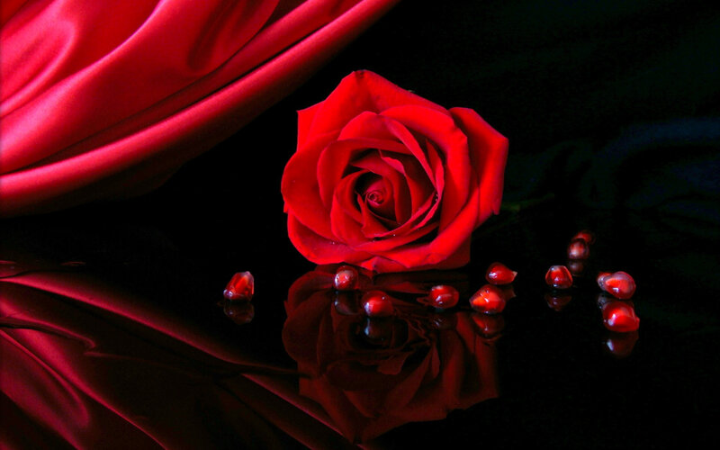 Red Rose on Black Surface — Dramatic