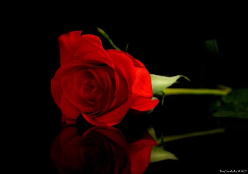 Red Rose on Black Surface