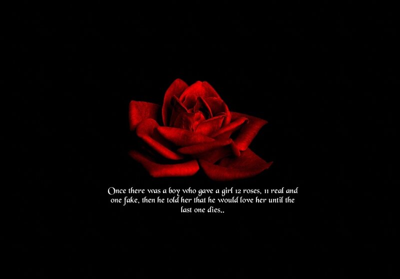 Red Rose on Black — Text