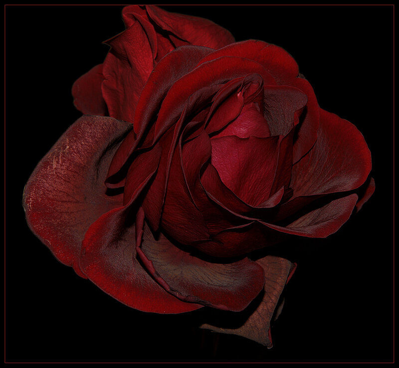 Red Rose on Black