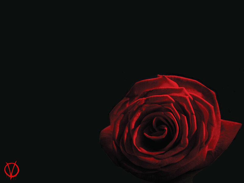 Red Rose on Black — V
