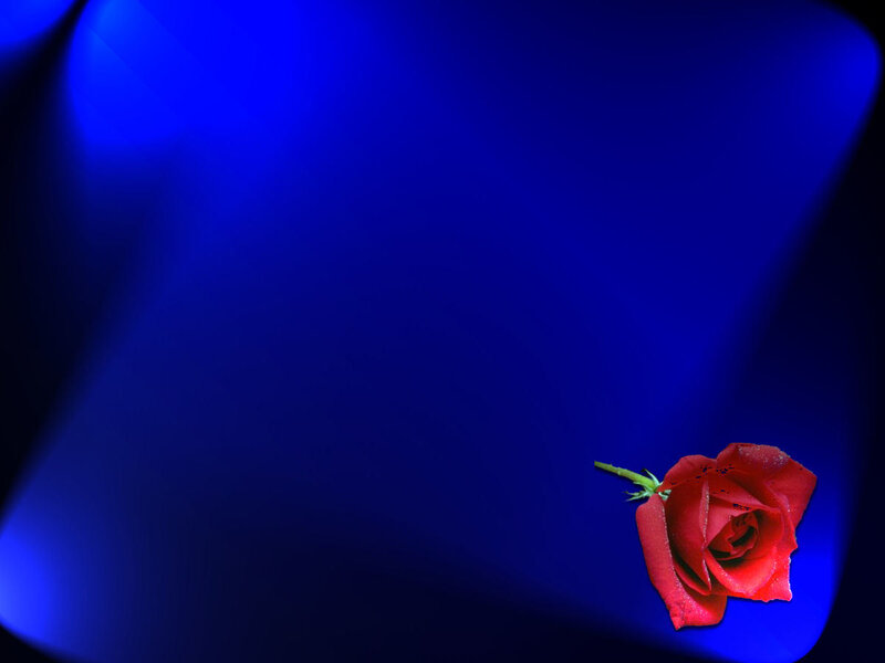 Red rose on blue background