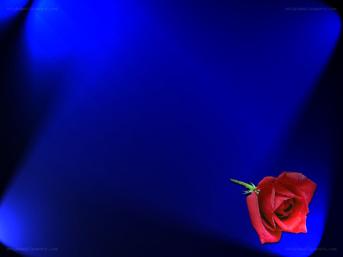 Red rose on blue background