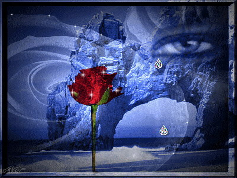 Red rose on blue background