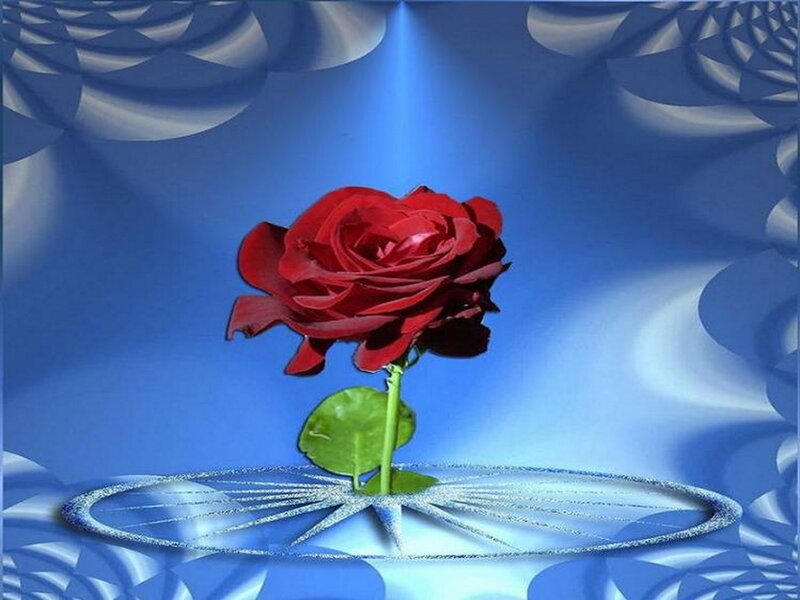 Red Rose on Blue Background — Serene, Digital Art