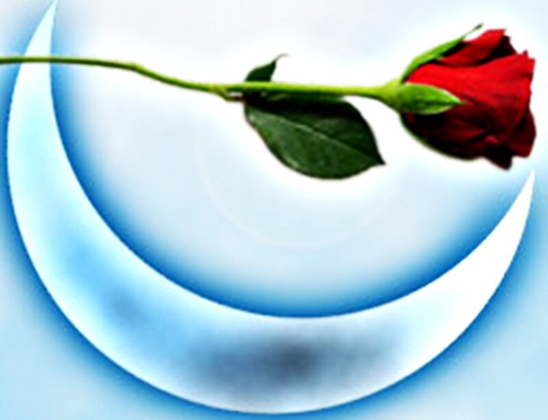 Red Rose on Blue Background — Serene
