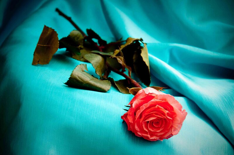 Red Rose on Blue Fabric