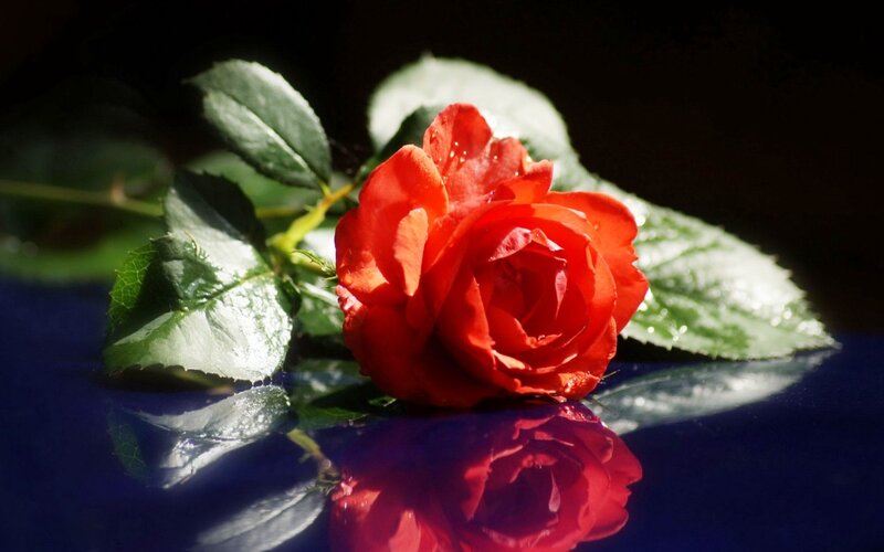Red Rose on Blue Surface — Dramatic