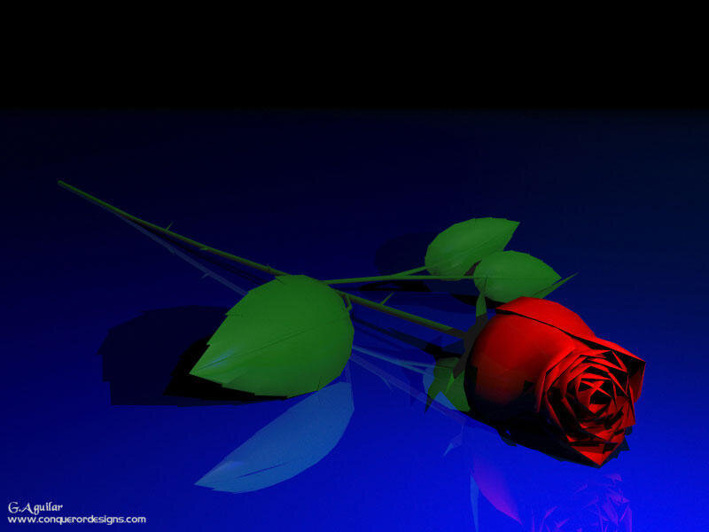 Red Rose on Blue Surface
