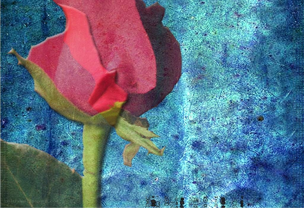 Red rose on blue textured background