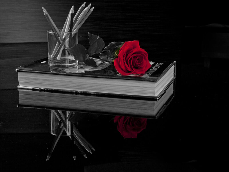Red Rose on Book — Black, Dramatic, Photograph