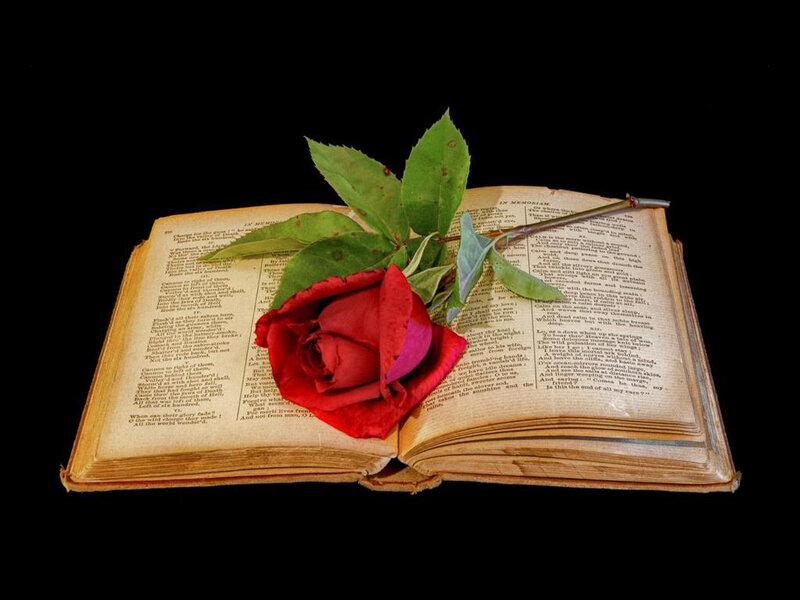 Red Rose on Book — Black