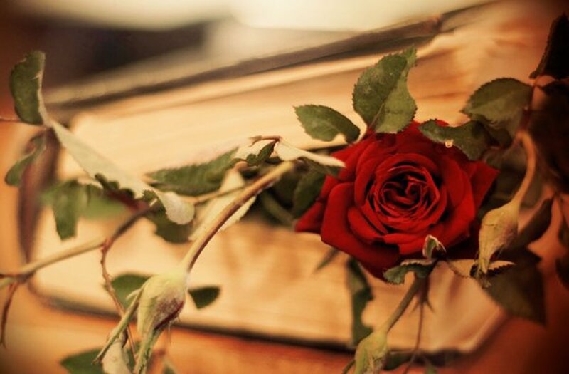 Red Rose on Book — Calm, Photograph, Buds