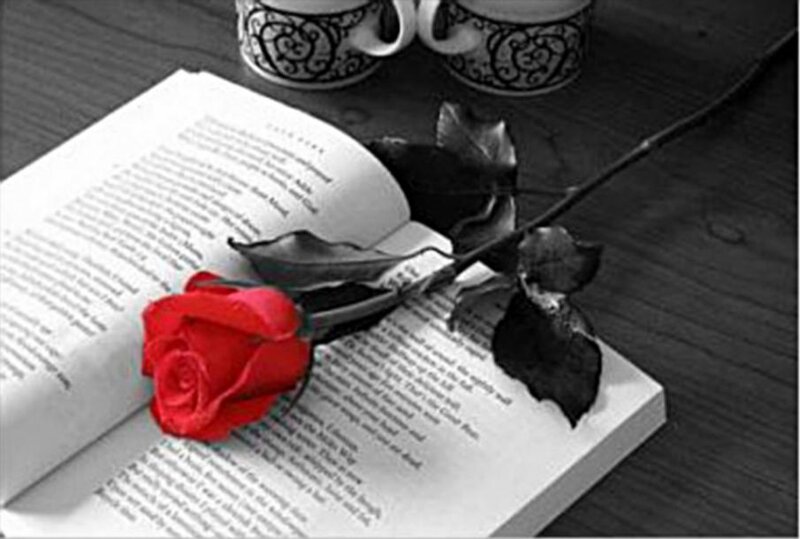 Red Rose on Book — Calm, Photograph, Coffee Cups