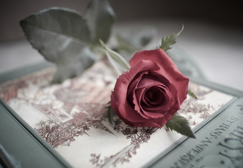 Red Rose on Book — Calm, Photograph, Leaf, Text
