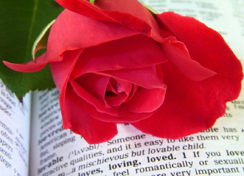 Red Rose on Book — Calm, Photograph, Leaf