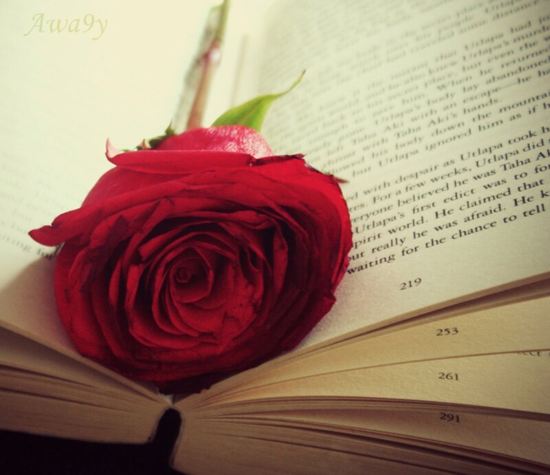 Red Rose on Book — Calm, Photograph, Page Numbers