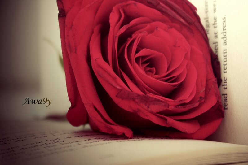 Red Rose on Book — Calm, Photograph, Text
