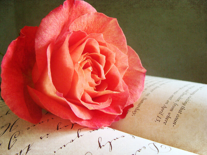 Red Rose on Book — Calm, Photograph