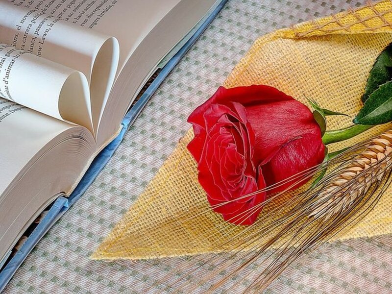 Red Rose on Book — Calm, Photograph, Wheat