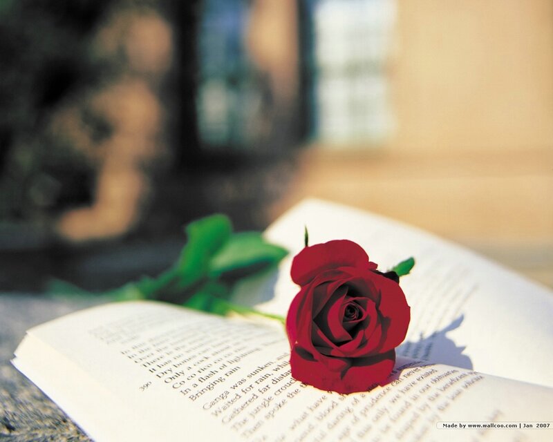 Red Rose on Book — Calm