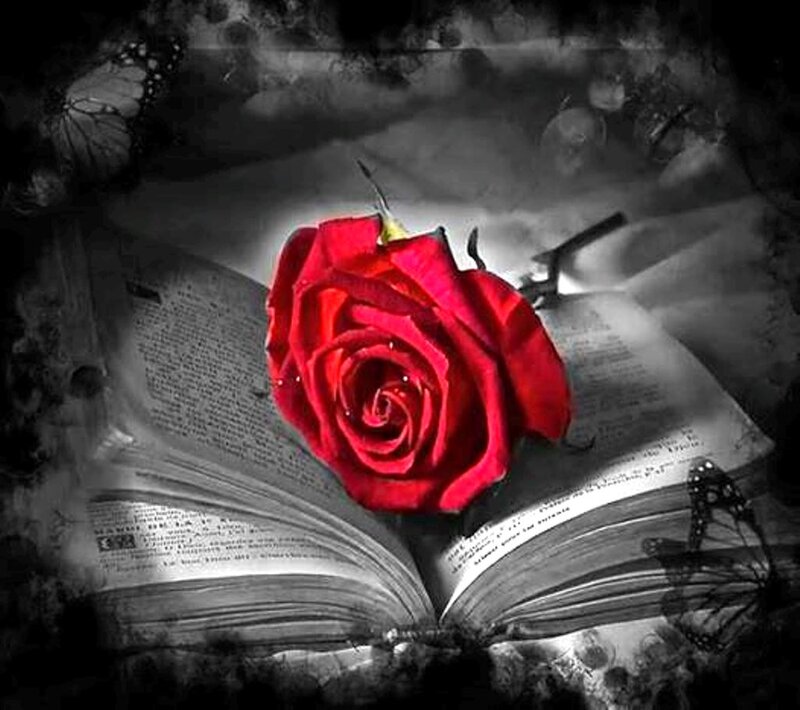 Red Rose on Book — Dramatic, Digital Art