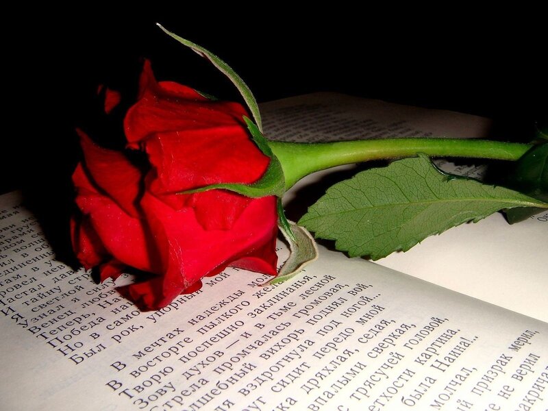 Red Rose on Book — Dramatic, Night, Photograph, Stem