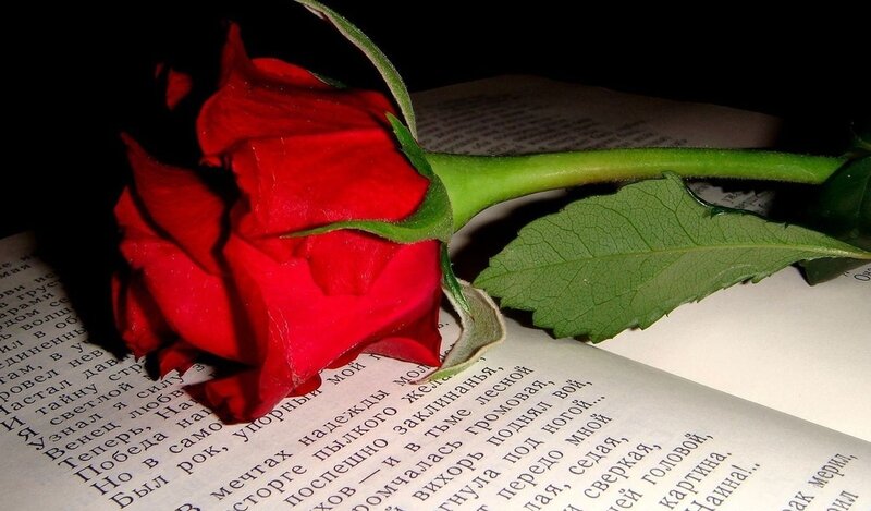 Red Rose on Book — Dramatic, Night, Photograph