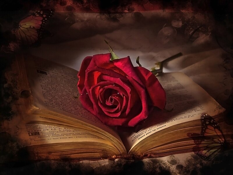 Red Rose on Book — Dramatic, Night