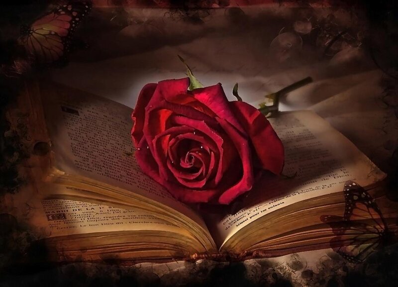 Red Rose on Book — Dramatic, Photograph, Butterfly