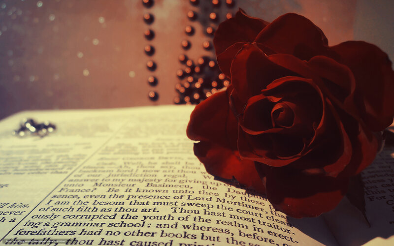Red Rose on Book — Dramatic, Photograph, Jewelry